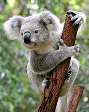 Load image into Gallery viewer, Koala&#39; Online with Sophie Standing 2nd Chance AUSTRALIA ONLY VERSION please see description
